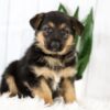 Image of Melody, a German Shepherd puppy