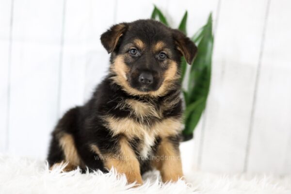 Image of Melody, a German Shepherd puppy