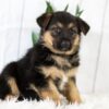 Image of Melody, a German Shepherd puppy