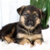 Image of Mia, a German Shepherd puppy