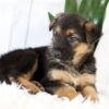 Image of Mia, a German Shepherd puppy