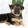 Image of Mia, a German Shepherd puppy