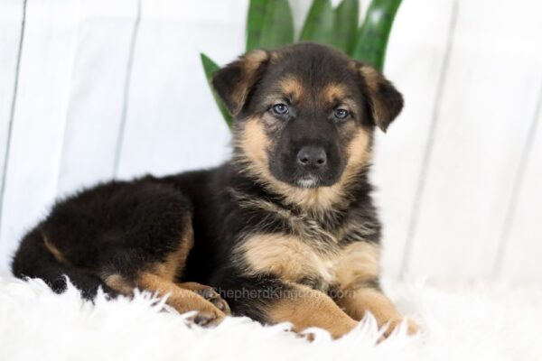 Image of Mia, a German Shepherd puppy