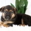 Image of Mia, a German Shepherd puppy