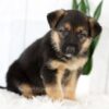 Image of Mia, a German Shepherd puppy