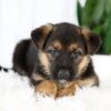 Image of Mia, a German Shepherd puppy