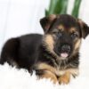 Image of Mia, a German Shepherd puppy