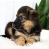 Image of Mia, a German Shepherd puppy