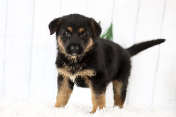 Image of Mya, a German Shepherd puppy