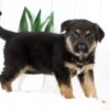 Image of Mya, a German Shepherd puppy