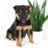 Image of Moriah, a German Shepherd puppy