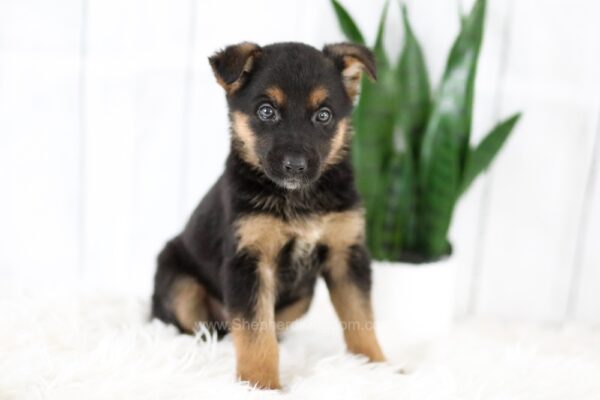 Image of Moriah, a German Shepherd puppy