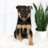 Image of Moriah, a German Shepherd puppy