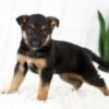 Image of Moriah, a German Shepherd puppy