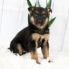 Image of Moriah, a German Shepherd puppy