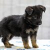 Image of Nadia, a German Shepherd puppy