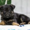 Image of Nadia, a German Shepherd puppy