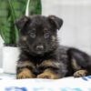 Image of Nadia, a German Shepherd puppy