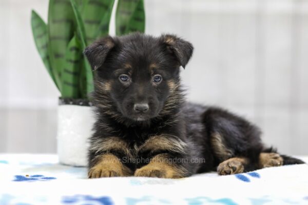 Image of Nadia, a German Shepherd puppy