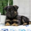 Image of Nadia, a German Shepherd puppy