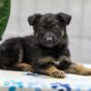 Image of Nala, a German Shepherd puppy