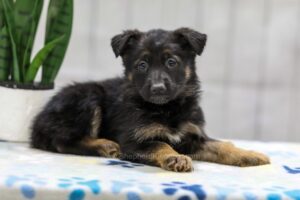 Image of Nala, a German Shepherd puppy