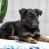 Image of Nala, a German Shepherd puppy
