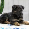 Image of Nala, a German Shepherd puppy