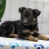 Image of Nala, a German Shepherd puppy