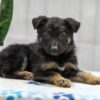 Image of Nala, a German Shepherd puppy