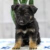 Image of Nala, a German Shepherd puppy