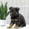Image of Nala, a German Shepherd puppy