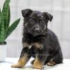 Image of Nala, a German Shepherd puppy