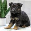 Image of Nala, a German Shepherd puppy