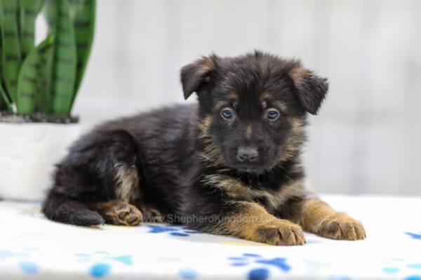 Image of Nash, a German Shepherd puppy