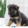 Image of Nash, a German Shepherd puppy