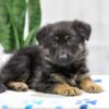 Image of Neil, a German Shepherd puppy