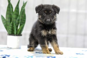 Image of Neil, a German Shepherd puppy