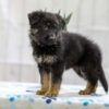 Image of Neil, a German Shepherd puppy