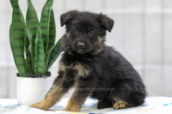 Image of Nikki, a German Shepherd puppy