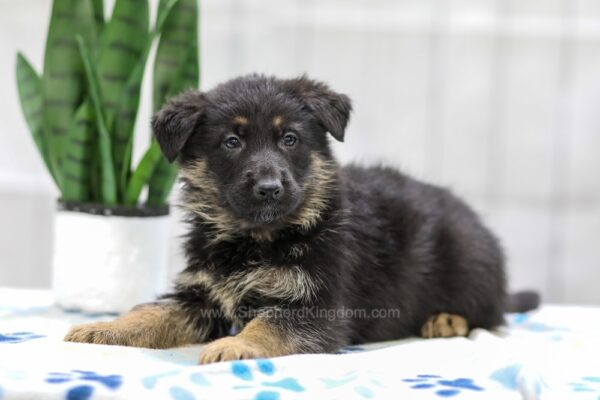 Image of Niko, a German Shepherd puppy