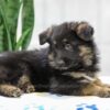 Image of Noah, a German Shepherd puppy