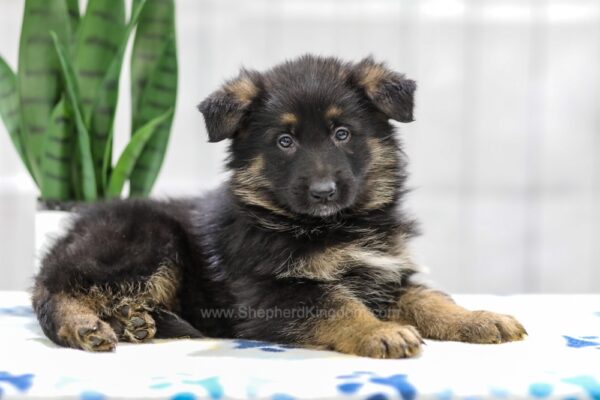 Image of Noah, a German Shepherd puppy