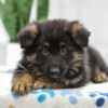 Image of Noah, a German Shepherd puppy