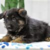 Image of Noah, a German Shepherd puppy