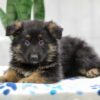 Image of Noah, a German Shepherd puppy