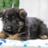 Image of Noah, a German Shepherd puppy