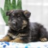 Image of Noah, a German Shepherd puppy