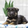 Image of Noah, a German Shepherd puppy