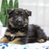 Image of Noah, a German Shepherd puppy